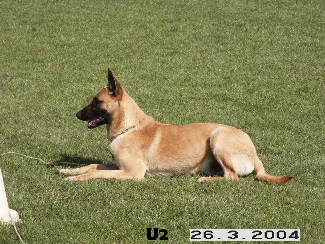 les chiens-U2-020.jpg